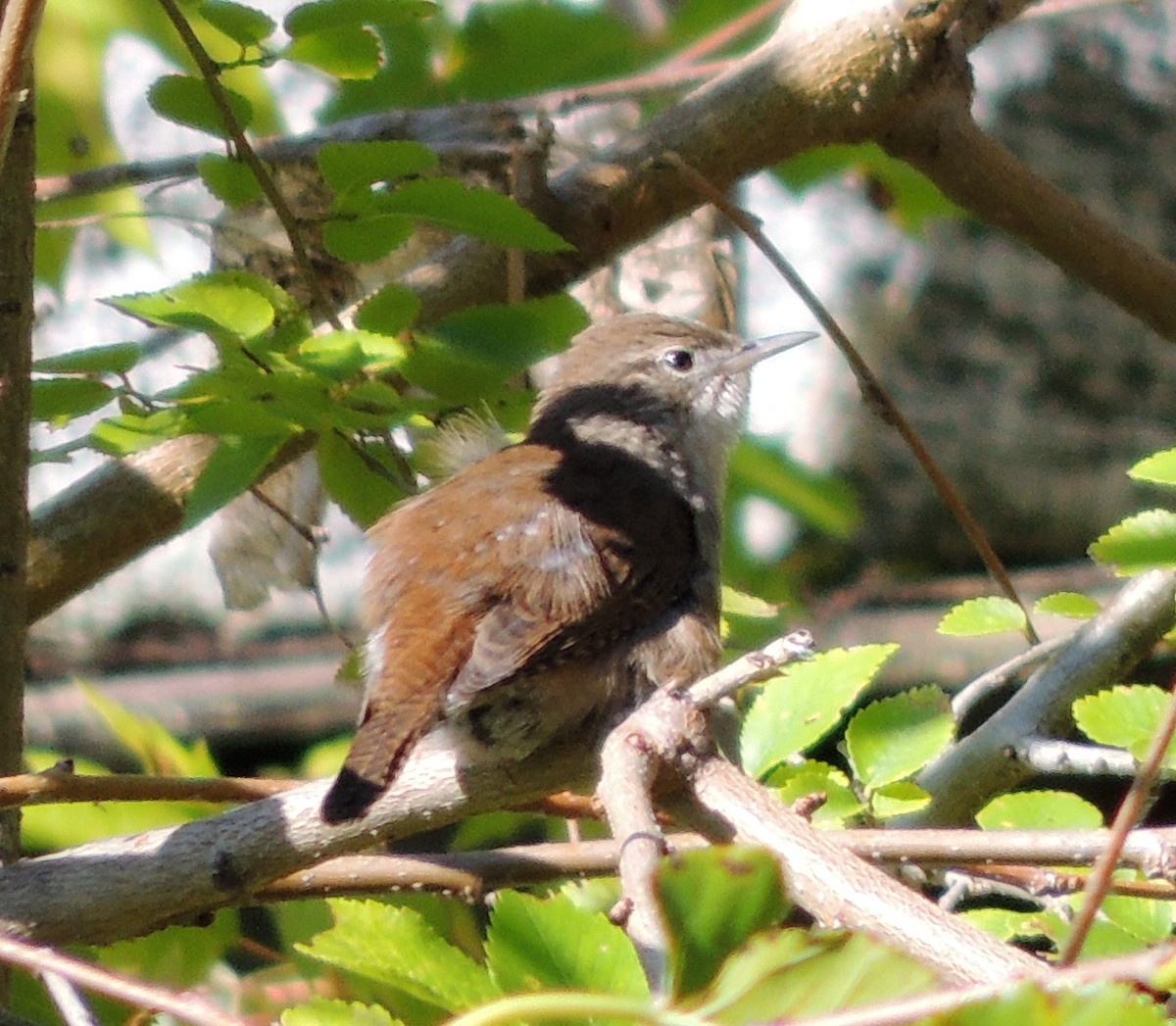 Northern House Wren - ML70619161