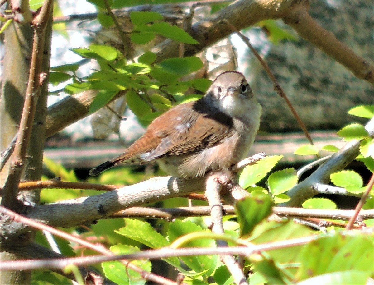 Northern House Wren - ML70619171