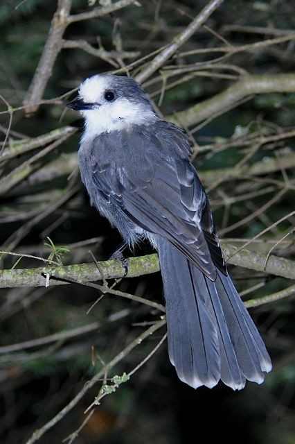 Canada Jay - ML706195