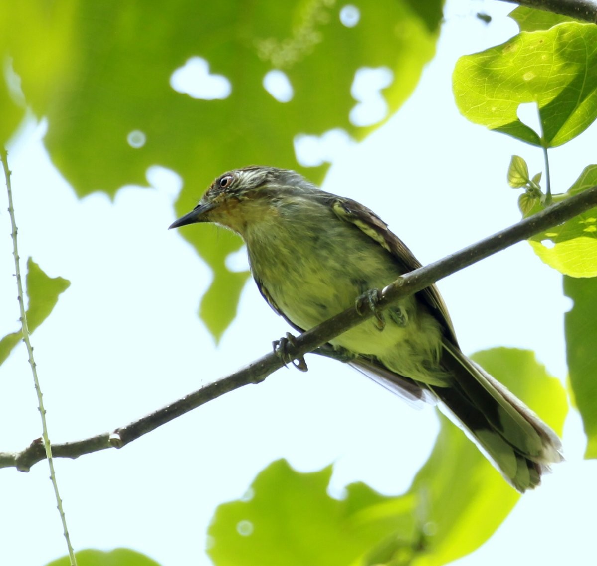 Rusty-crowned Babbler - Carmelo López Abad