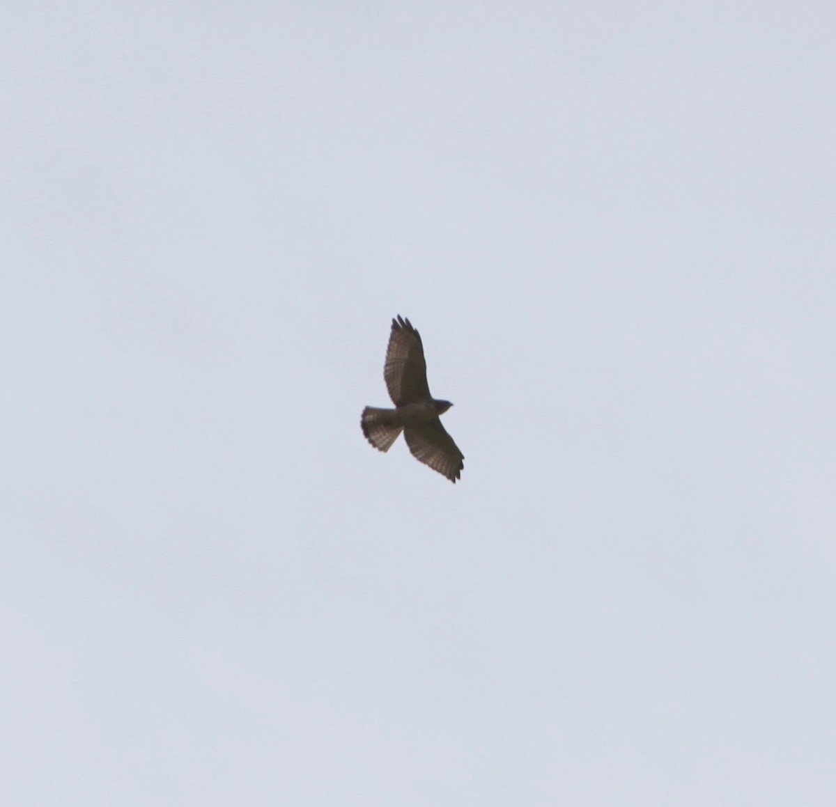 Broad-winged Hawk - ML70620861