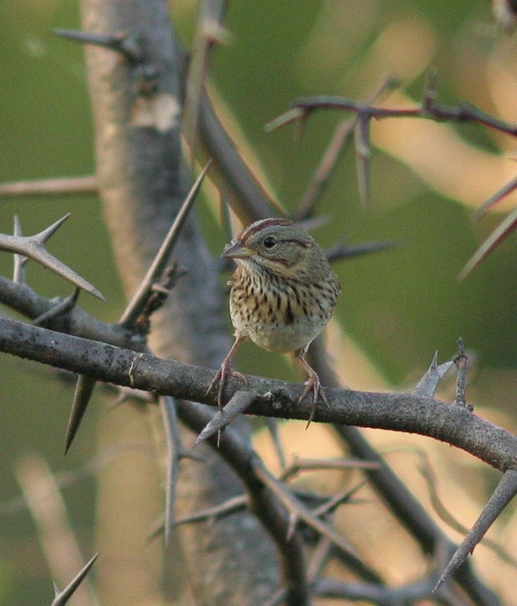 Lincoln's Sparrow - ML70621951