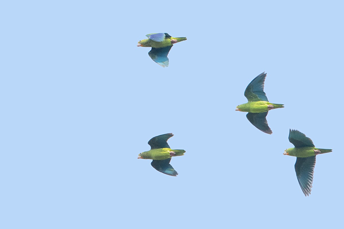 Cobalt-winged Parakeet - Bradley Hacker 🦜