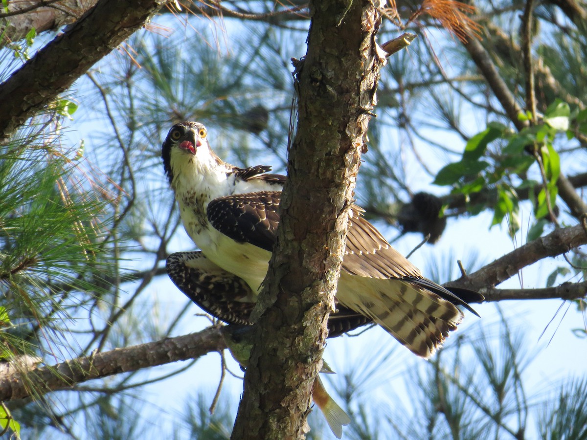 Osprey - ML70623131