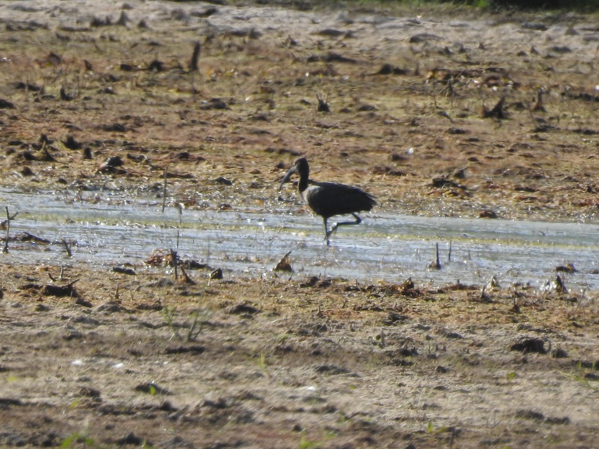 Glossy/White-faced Ibis - ML70623981