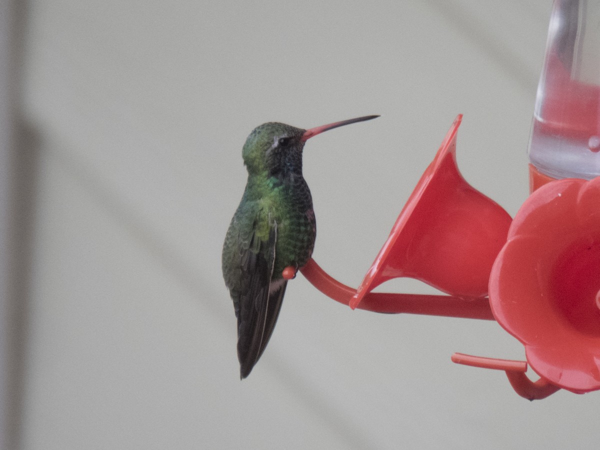 Broad-billed Hummingbird - Glenn Kincaid