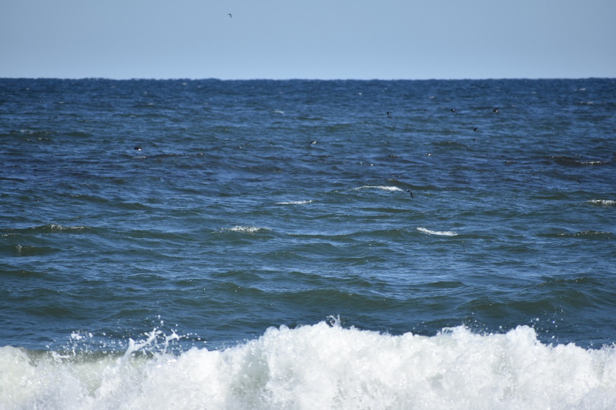 Tree Swallow - ML70624441