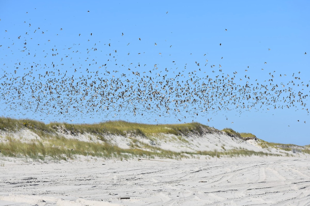 Tree Swallow - ML70624461