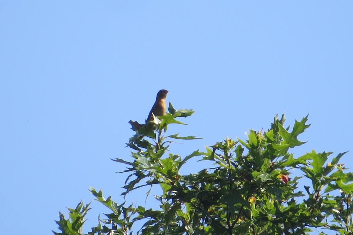Blue Grosbeak - ML70625071