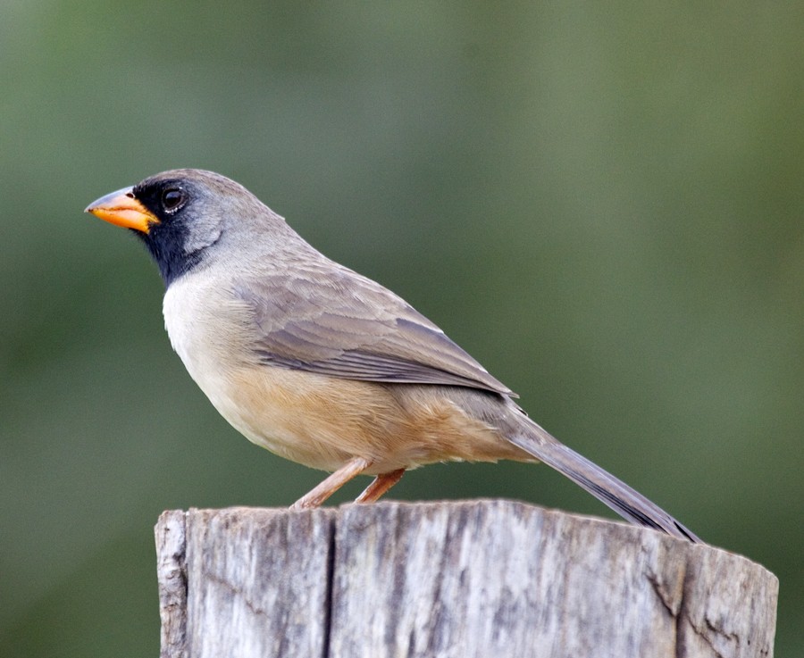 Black-throated Saltator - ML706269