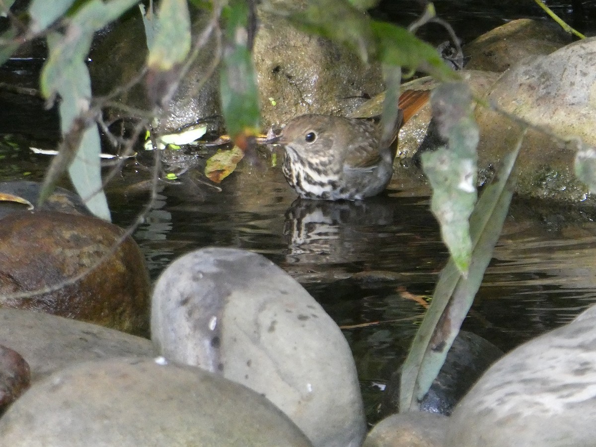 Hermit Thrush - ML70629061