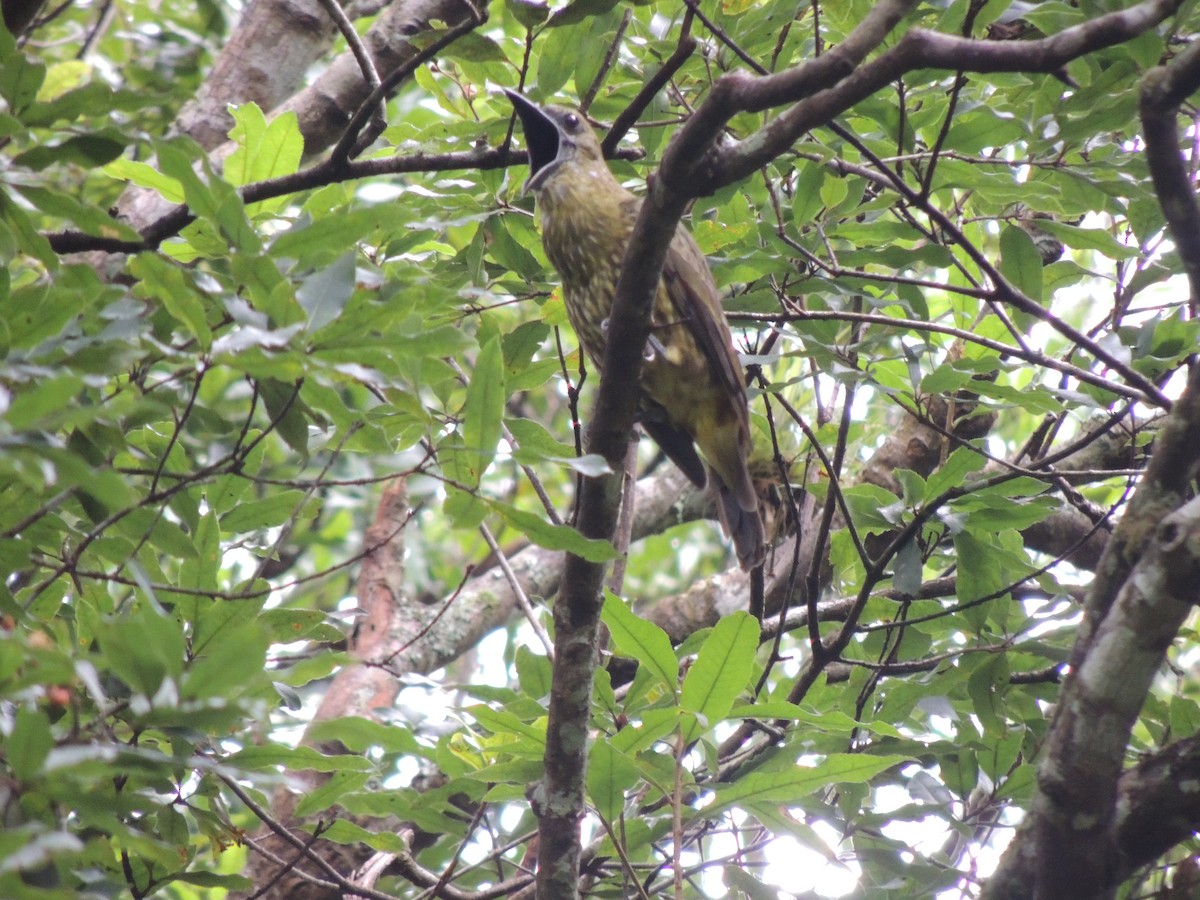 Three-wattled Bellbird - ML70629681