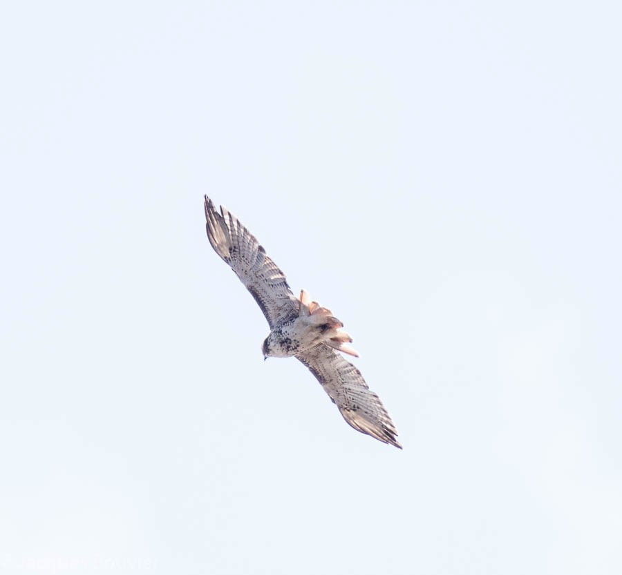 Red-tailed Hawk - ML70631551