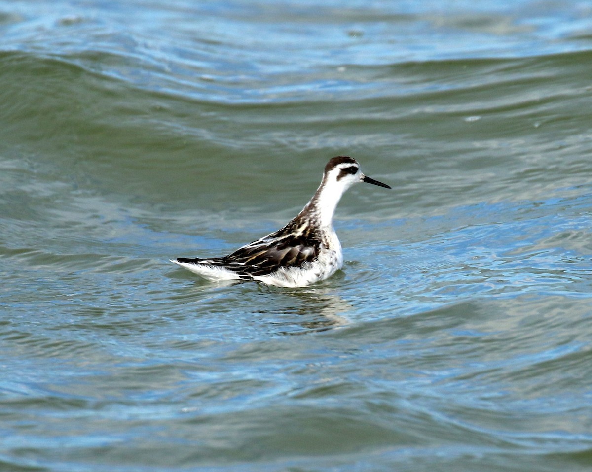 Phalarope à bec étroit - ML70634011