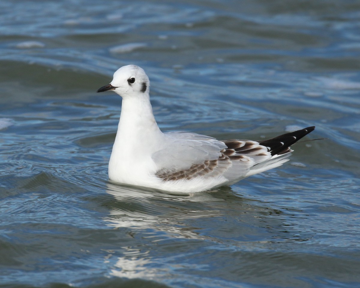 Bonaparte's Gull - ML70634051