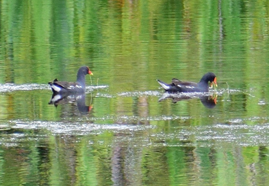 Eurasian Moorhen - ML70634221