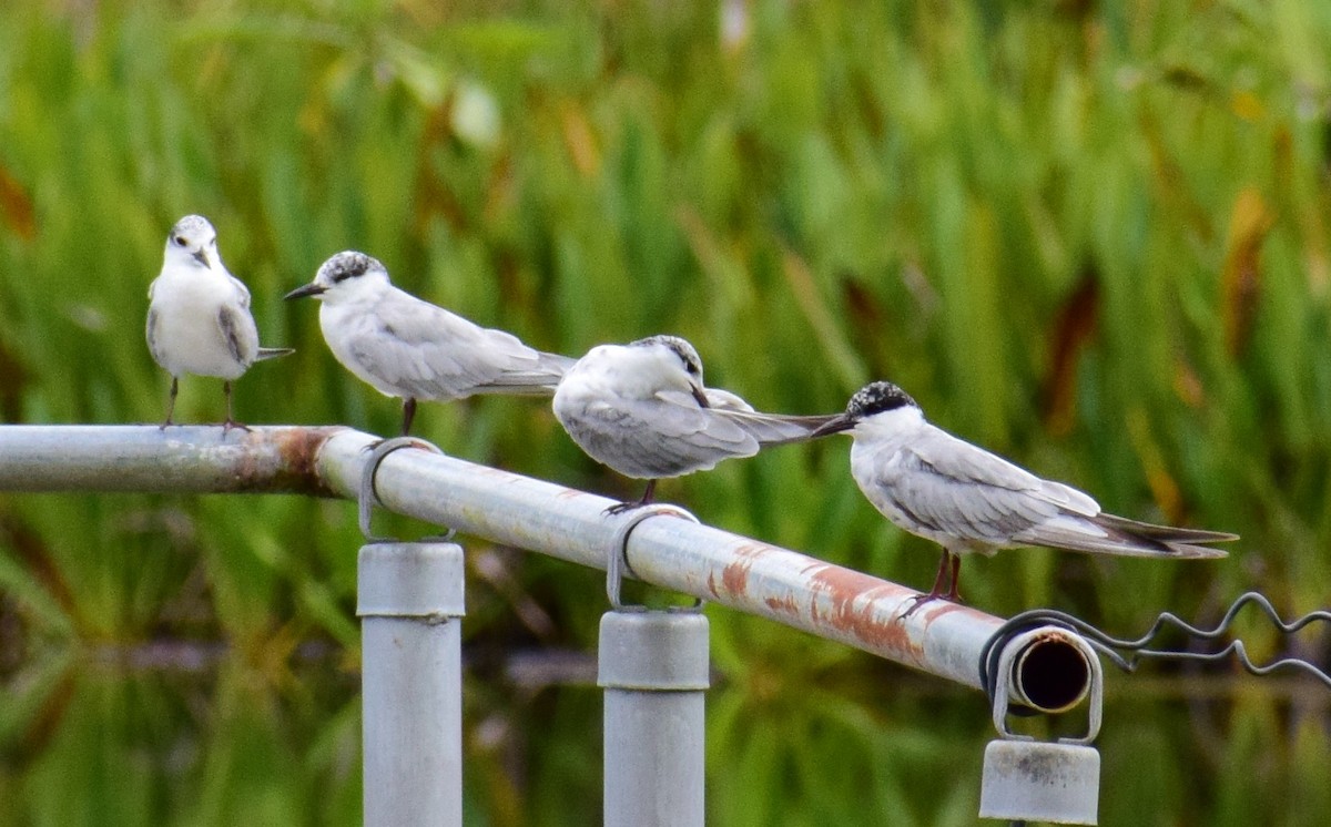 Whiskered Tern - ML70634351