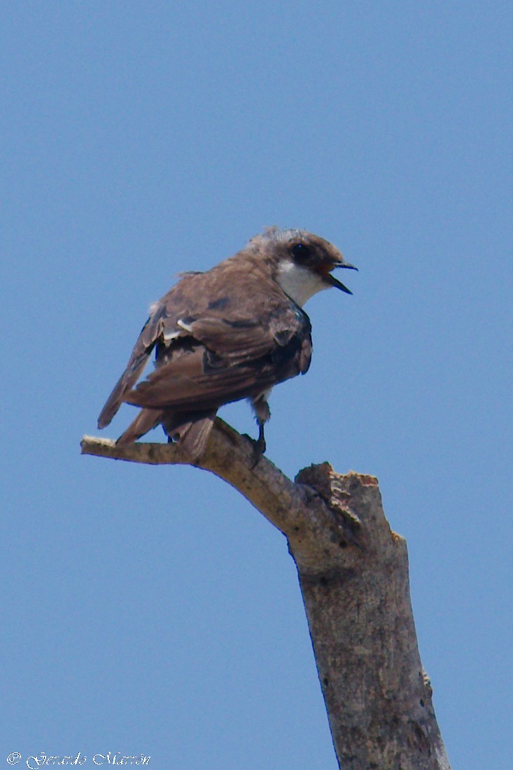 Білозорка річкова - ML70634561