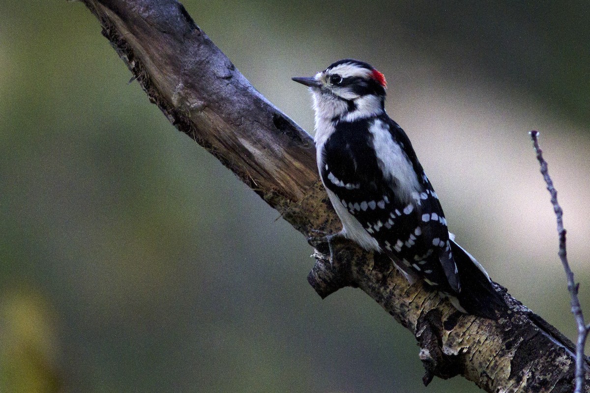 Downy Woodpecker (Rocky Mts.) - ML70634691