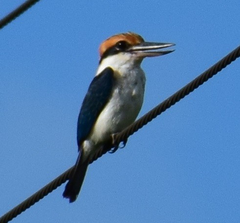 Palau Kingfisher - ML70634851