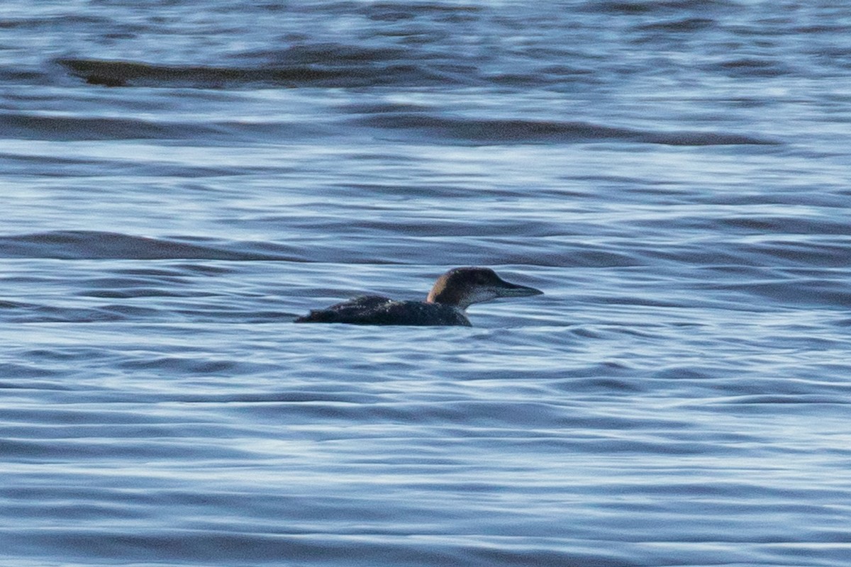 Common Loon - ML70635881