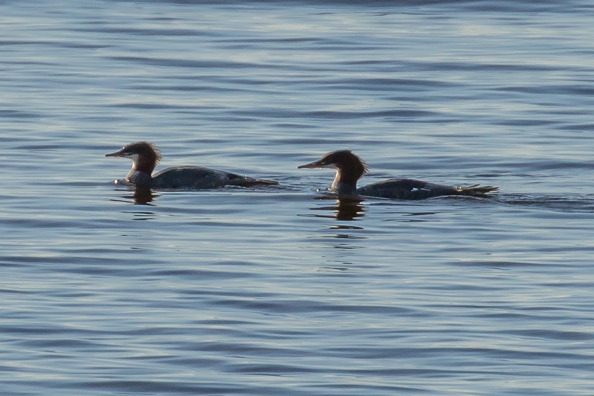 Common Merganser - ML70635891