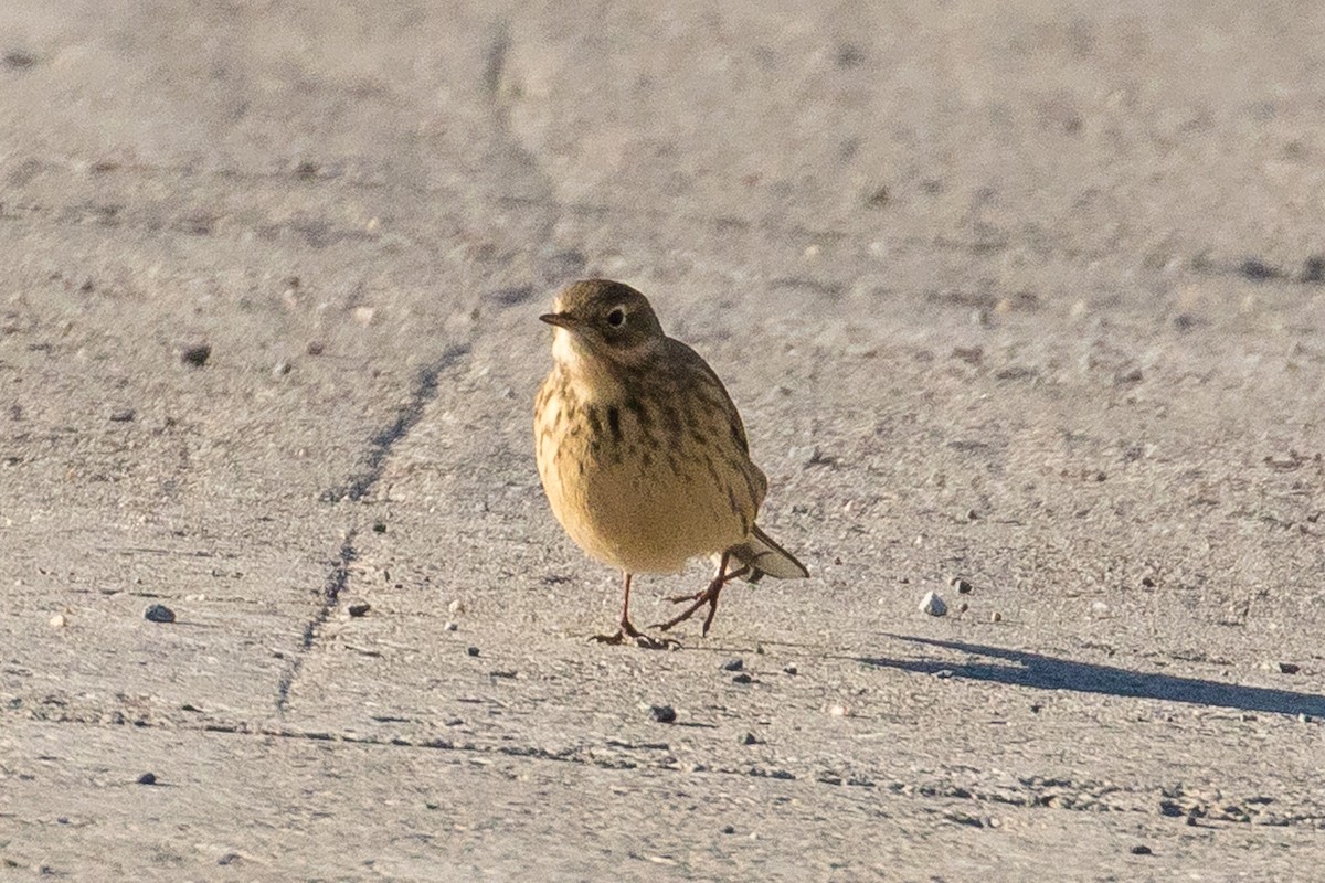 American Pipit - John Reynolds