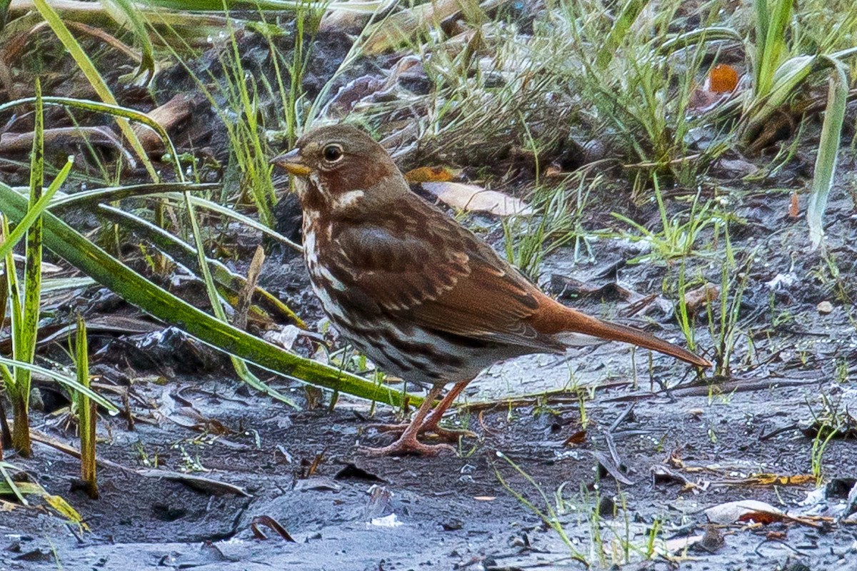 Fox Sparrow - ML70636021