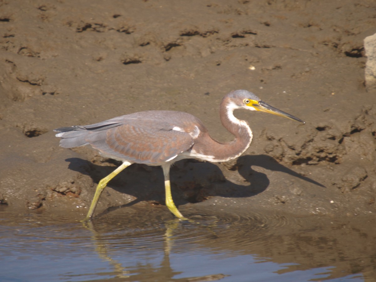 Tricolored Heron - ML70636251