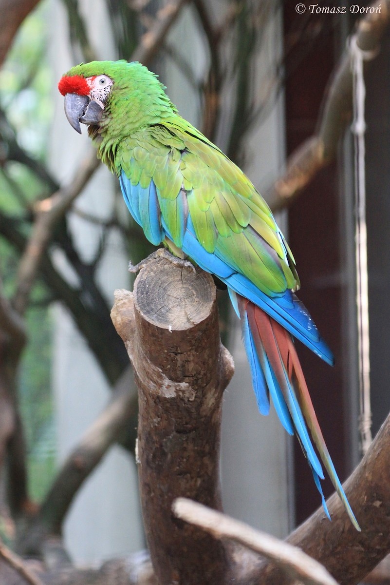 Military Macaw - Tomasz Doroń