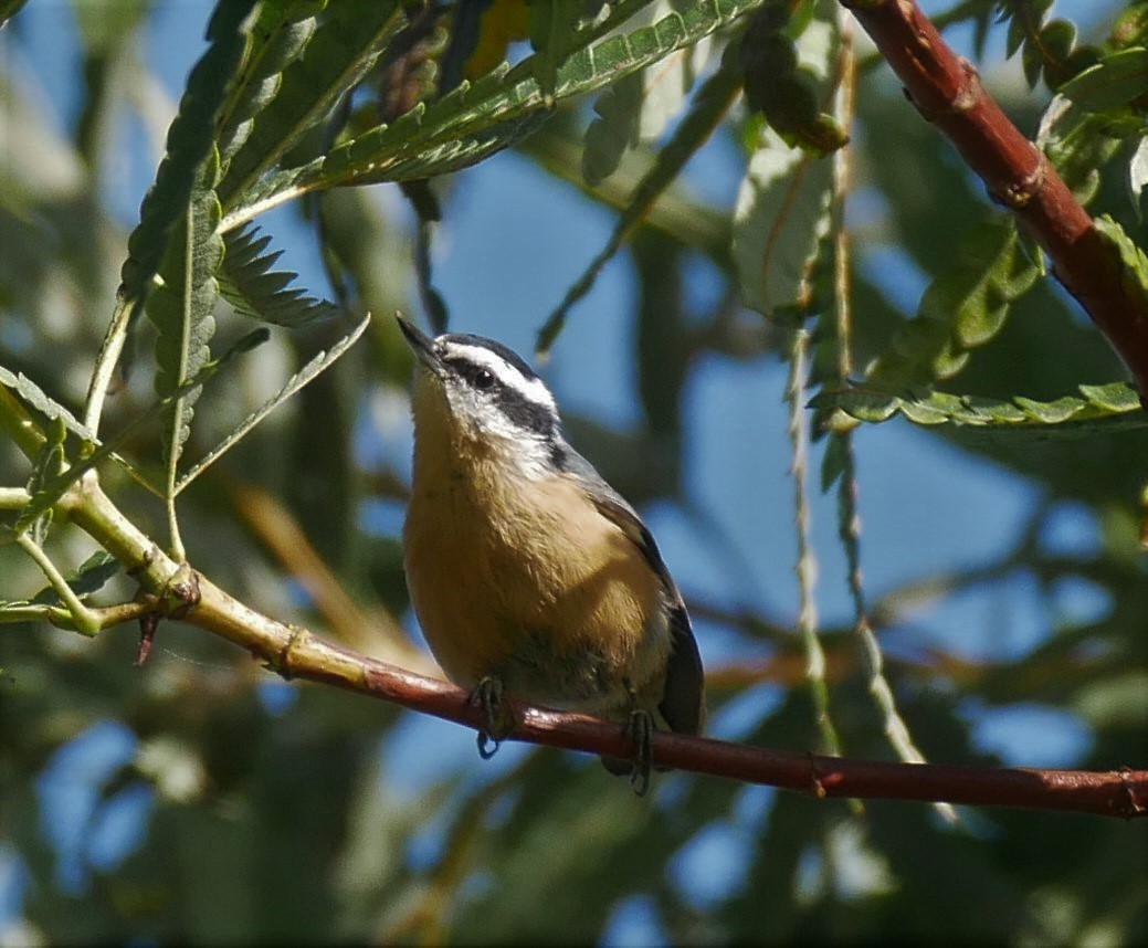 Red-breasted Nuthatch - Patrick Vaughan