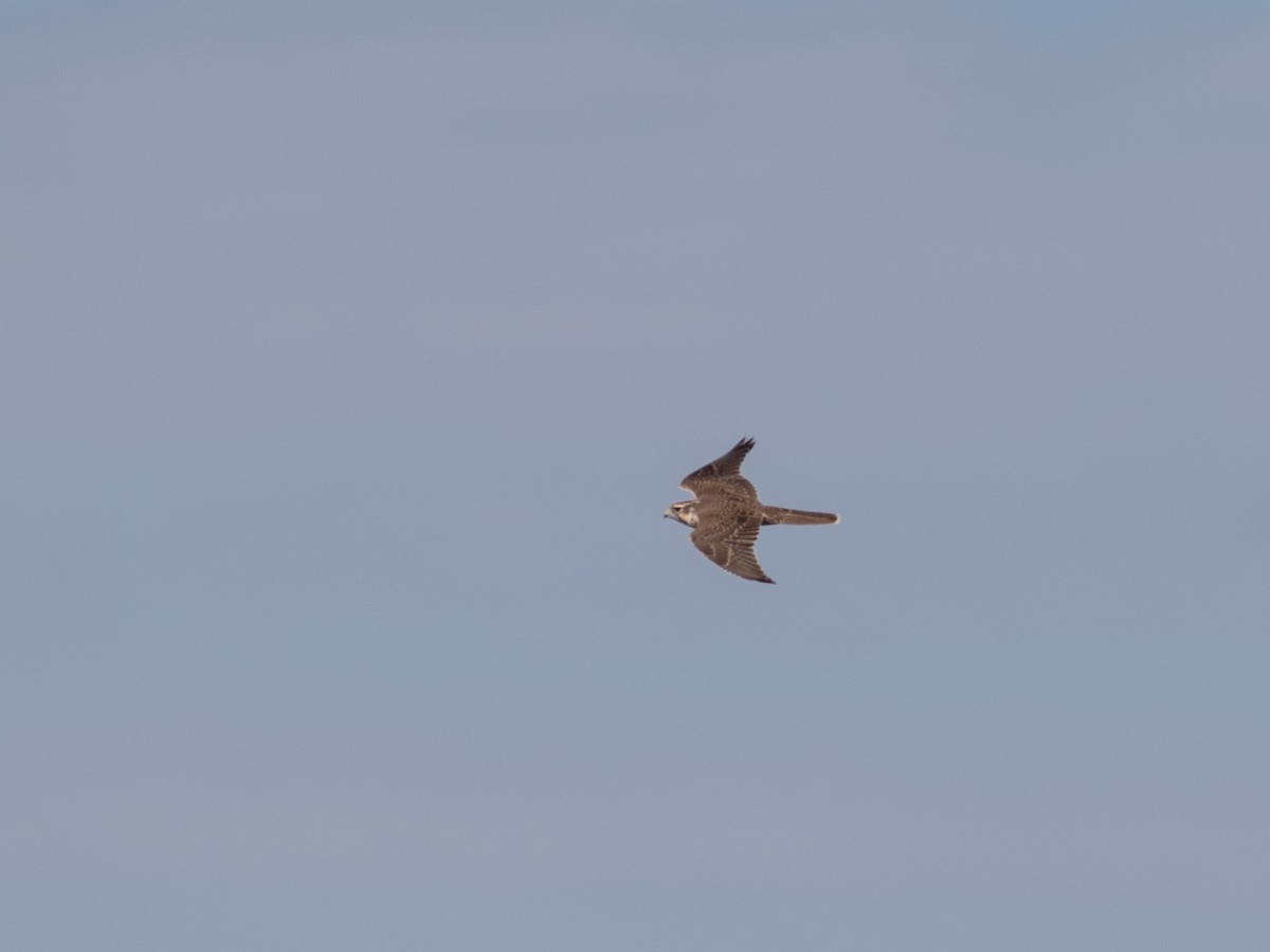 Prairie Falcon - ML70639141