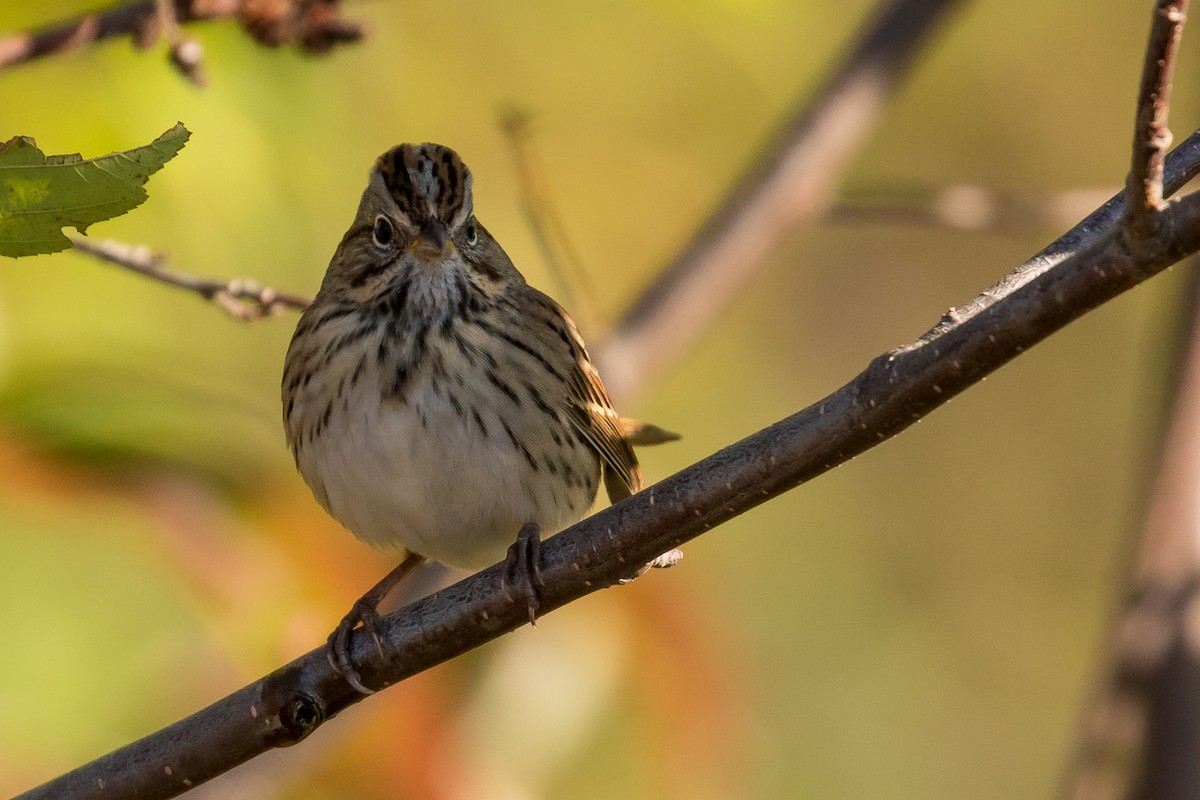 Lincoln's Sparrow - ML70640601