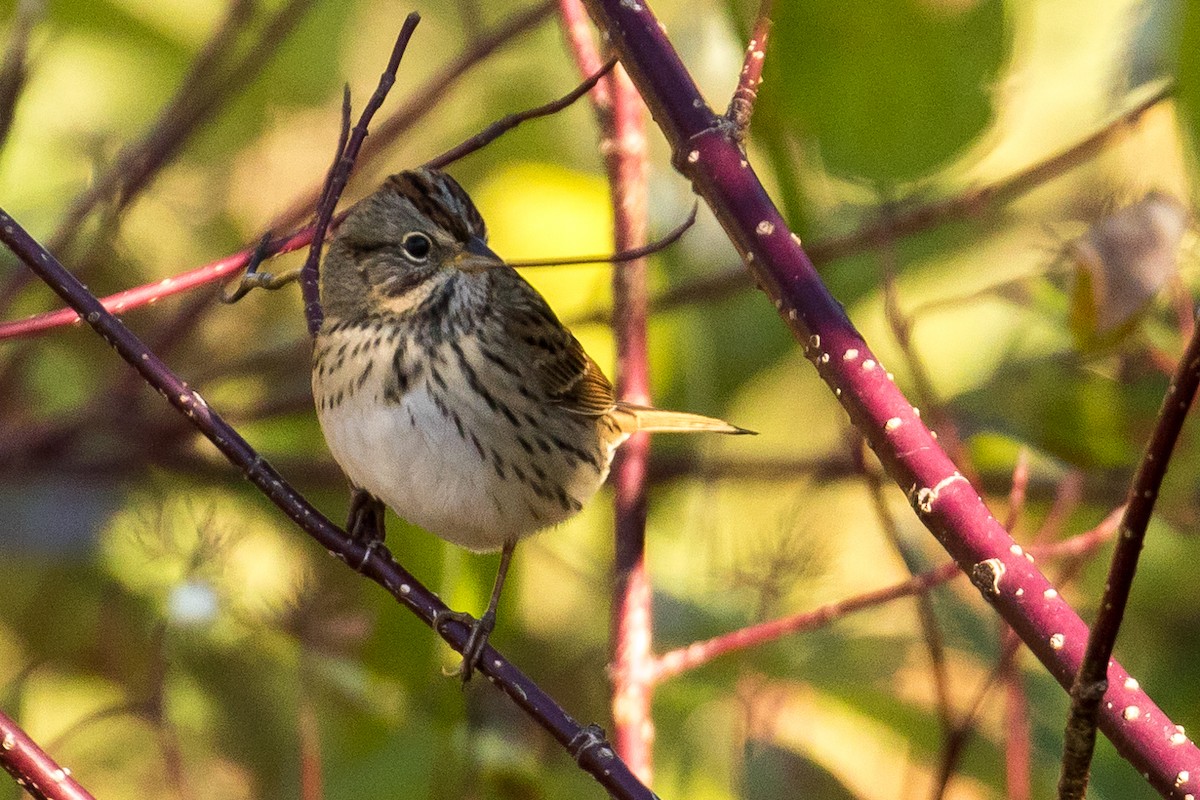 Lincoln's Sparrow - ML70640621