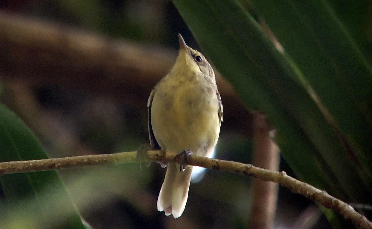 Pitcairn Reed Warbler - Josep del Hoyo