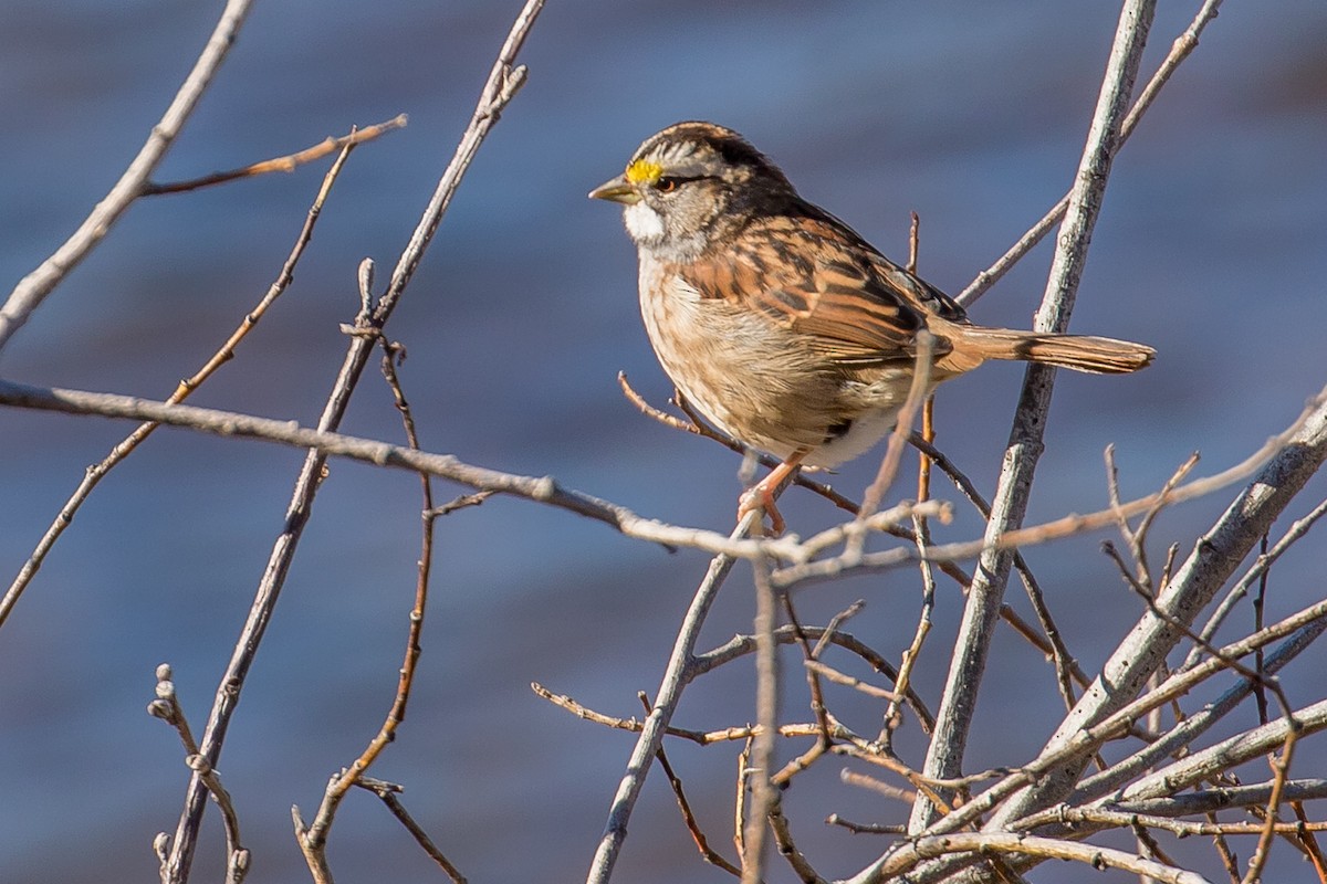 White-throated Sparrow - ML70642271