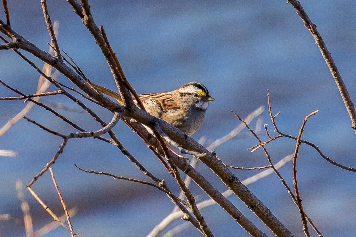 White-throated Sparrow - ML70642311