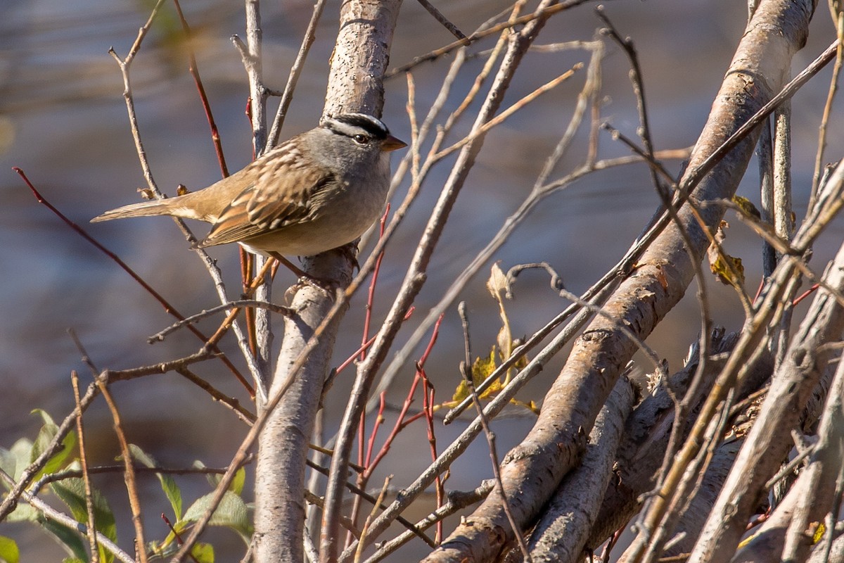 White-crowned Sparrow - ML70642321