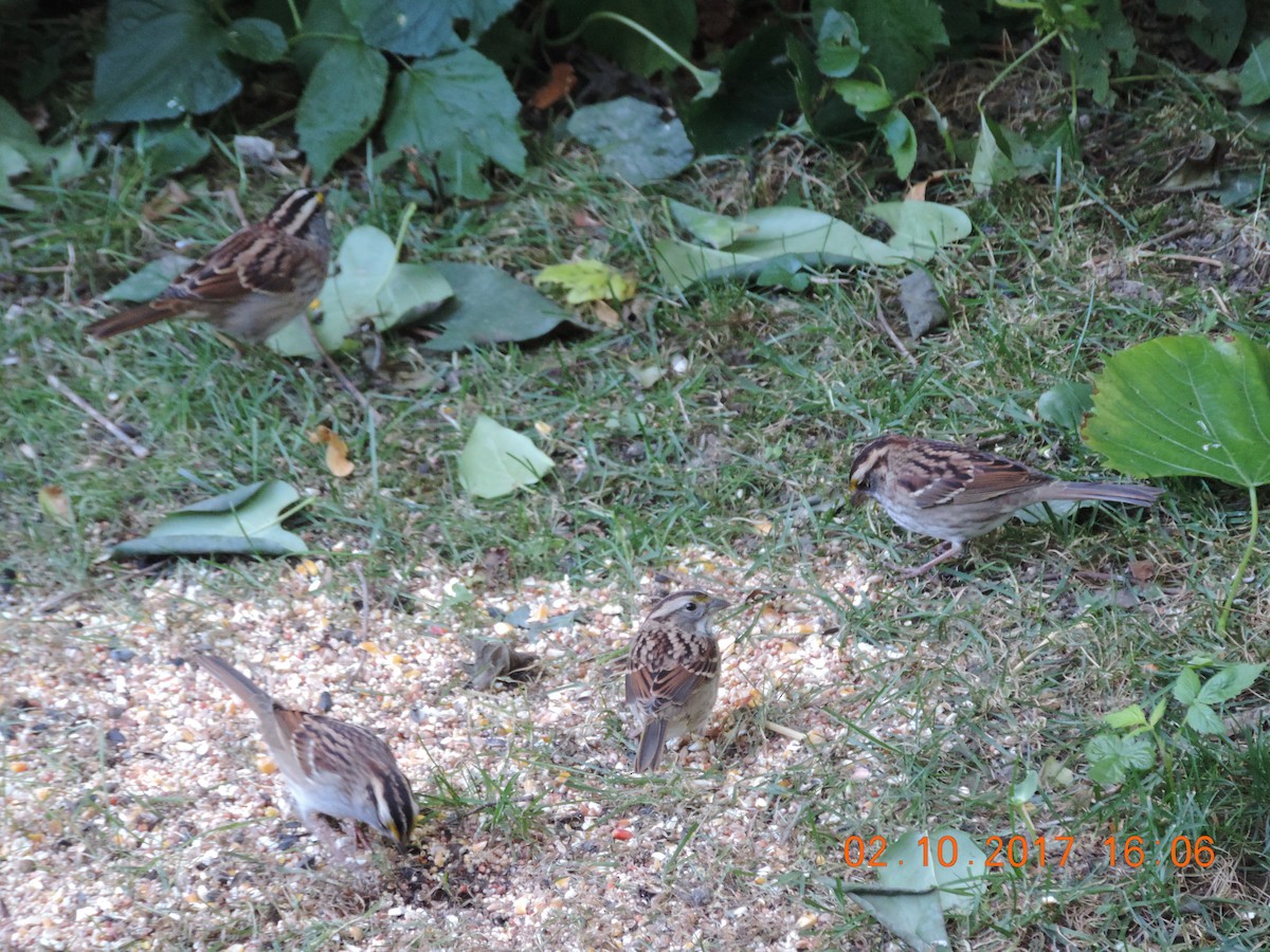 White-throated Sparrow - ML70642911