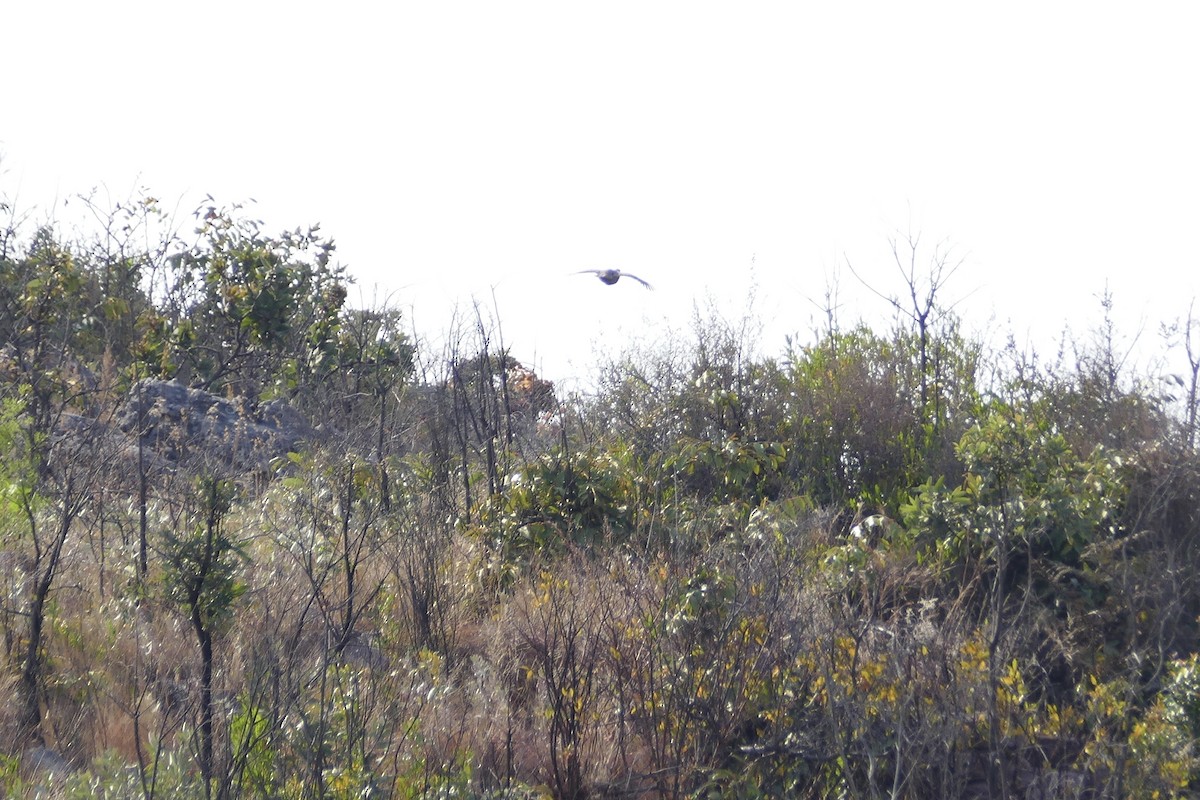 Finsch's Francolin - ML70642991