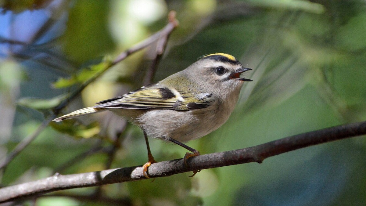Golden-crowned Kinglet - ML70643041