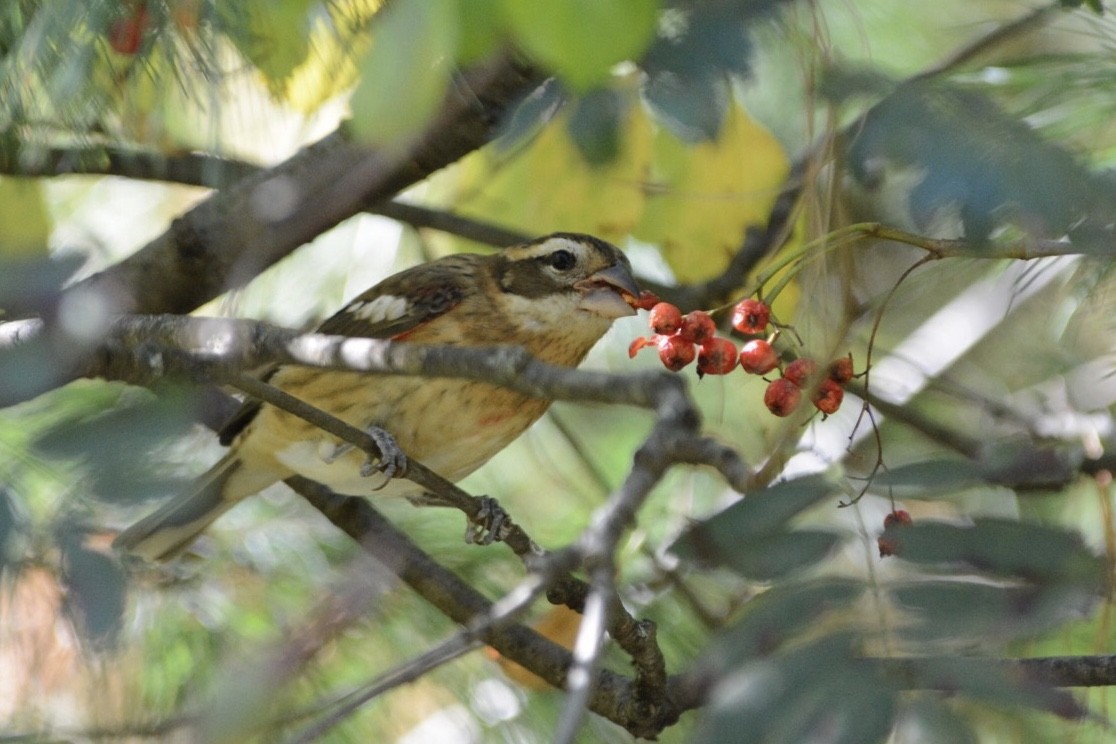 Rose-breasted Grosbeak - ML70643131