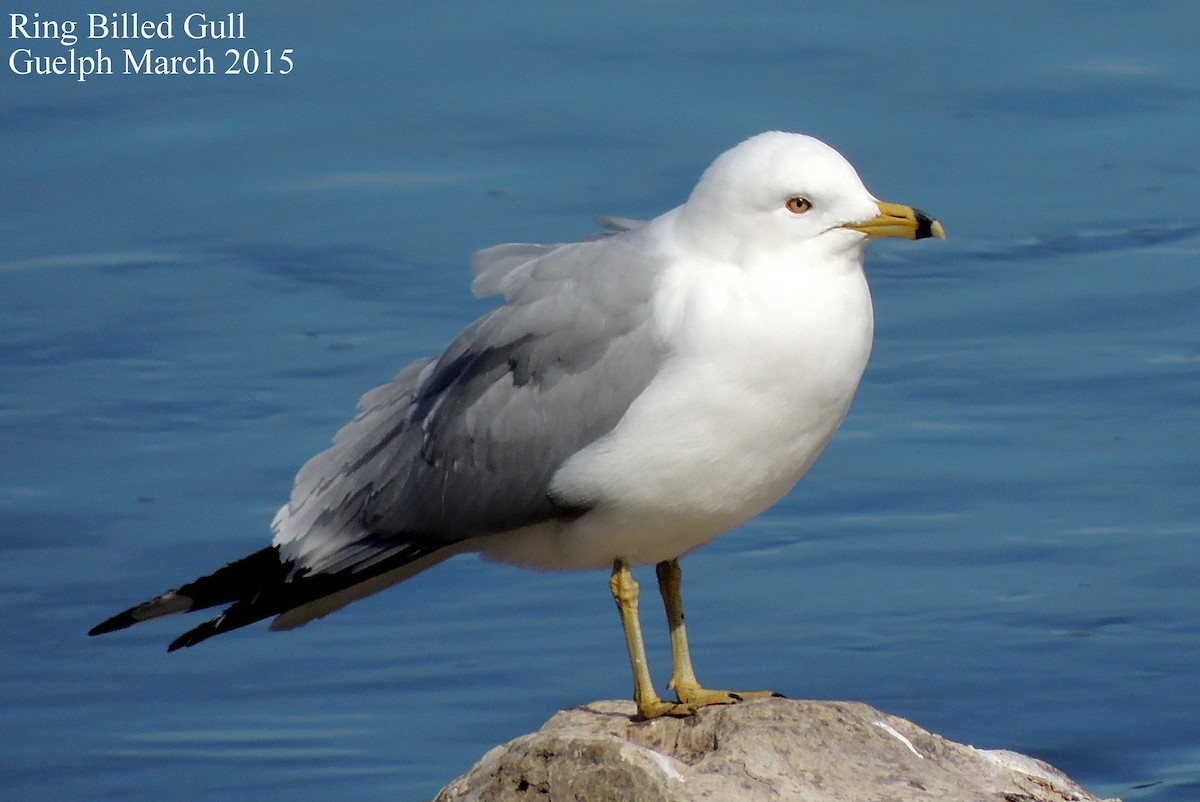 Ring-billed Gull - Alan Green