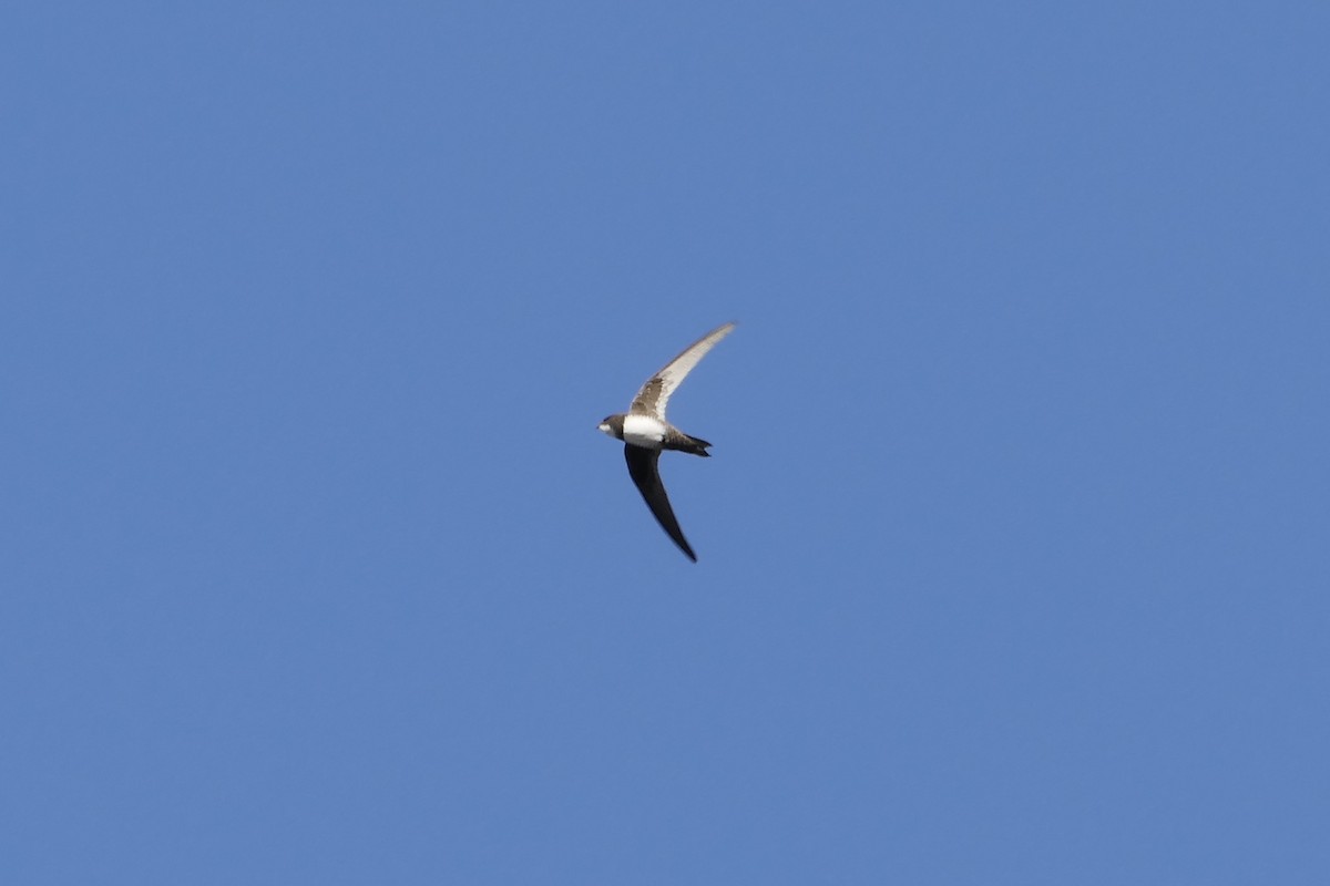 Alpine Swift - ML70643231