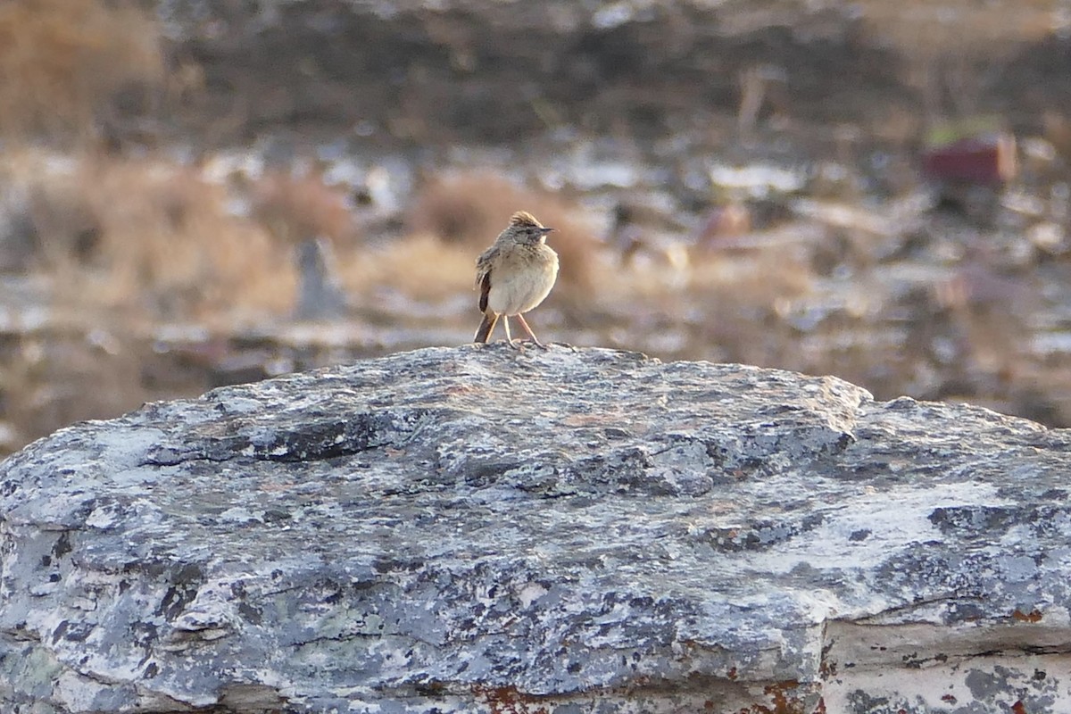 Rufous-naped Lark - ML70643461