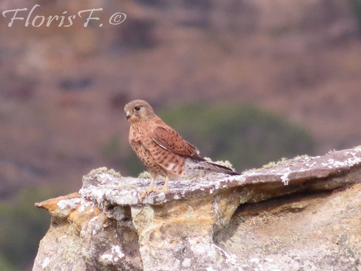 Malagasy Kestrel - ML706437