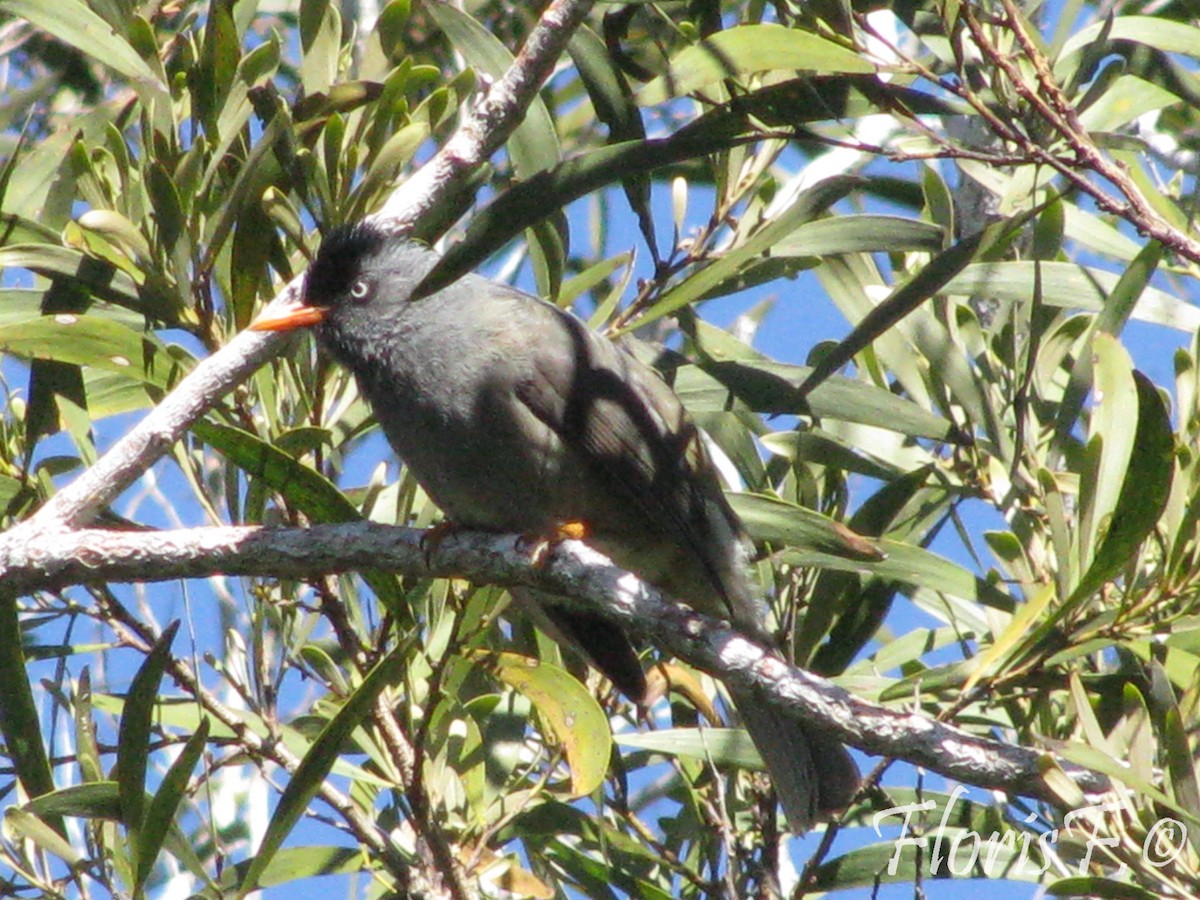 Reunion Bulbul - ML706438