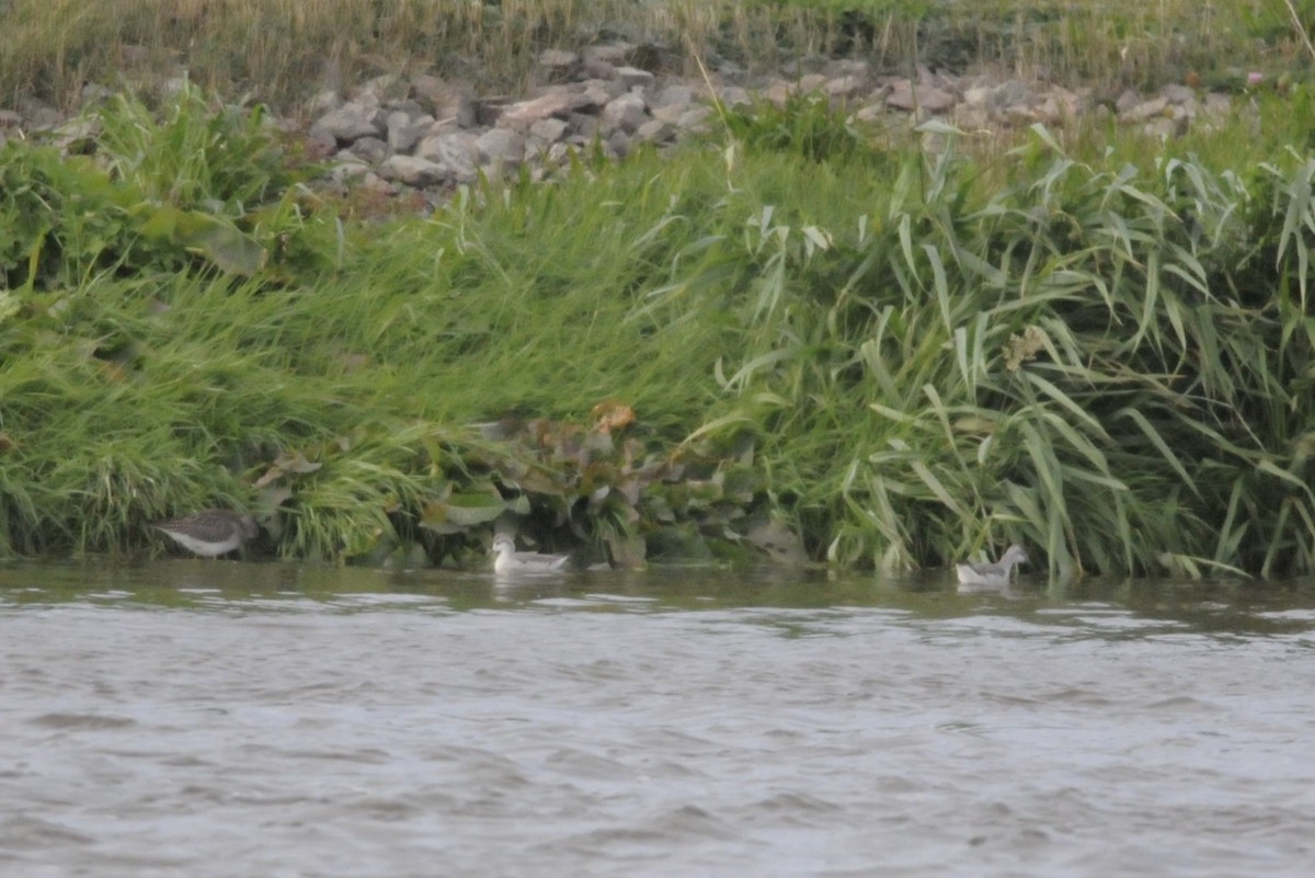 Wilson's Phalarope - André Couture