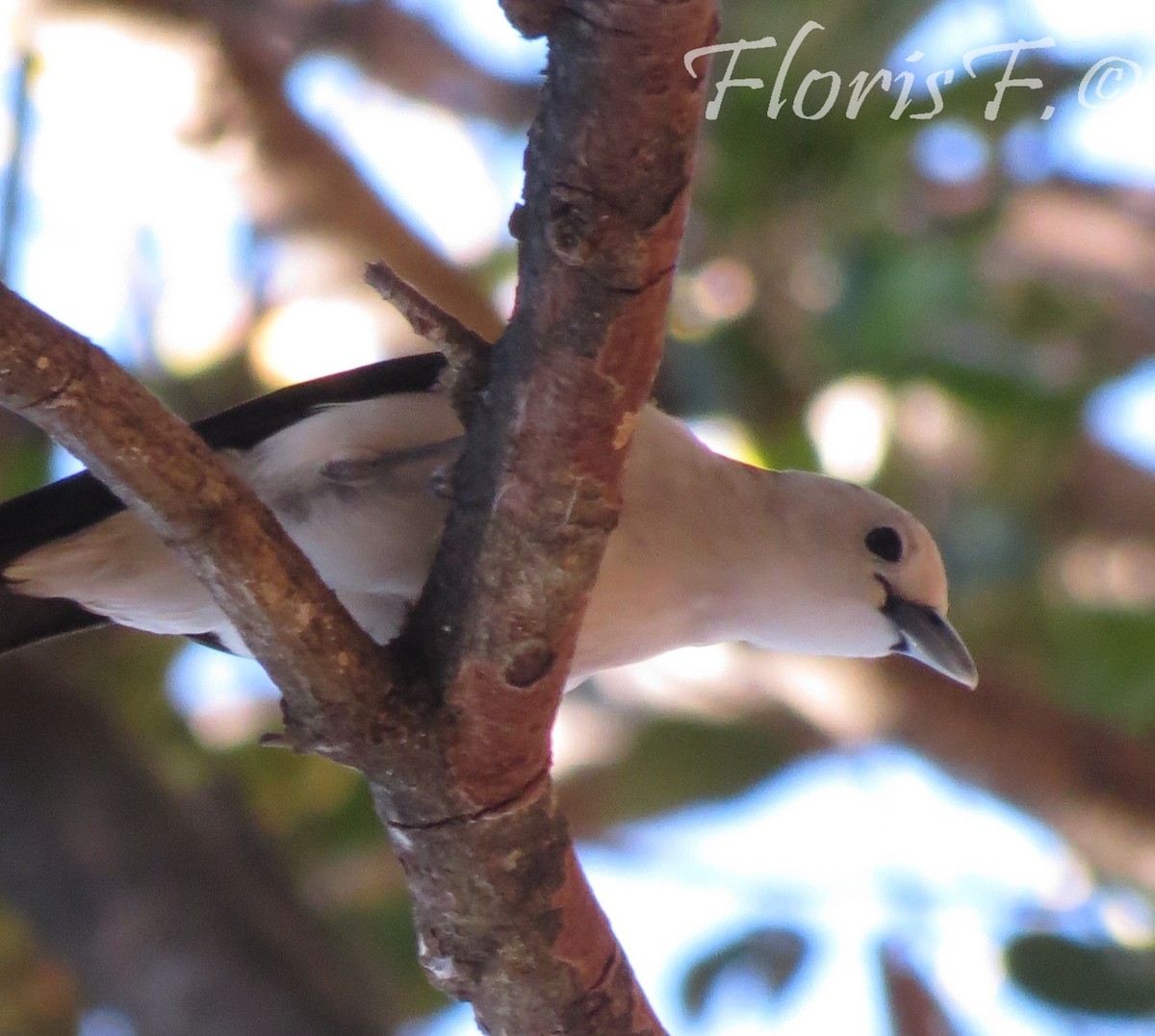 White-headed Vanga - ML706440