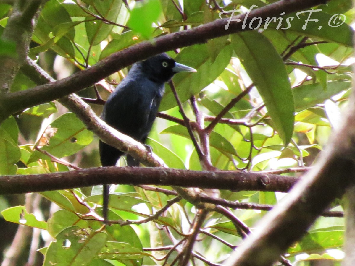 Bernier's Vanga - ML706441